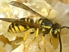 Yellowjacket