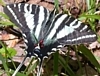 Zebra Swallowtail