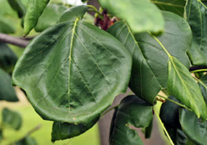 2,4D damage to poplar leaf