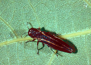 Two-lined chestnut borer adult