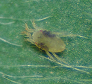 two-spotted spider mite