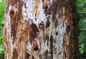 Mycelial mats under tree's bark