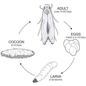 Clothes moth life cycle