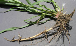 Johnsongrass rhizome