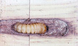 lognhorned beetle larva