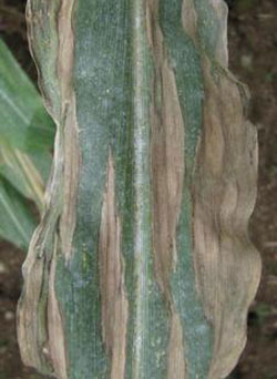 Northern corn leaf blight