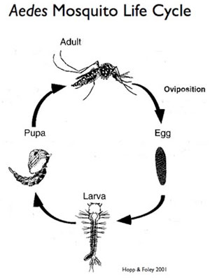 Aedes life cycle
