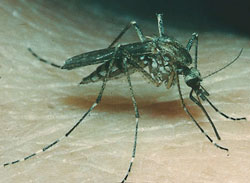 Aedes vexans