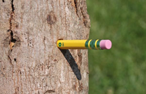 Asian longhorned beetle exit hole