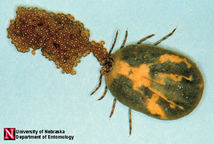 Female American dog tick with eggs