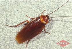 American cockroach