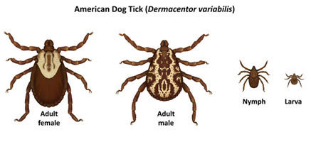 American dog tick