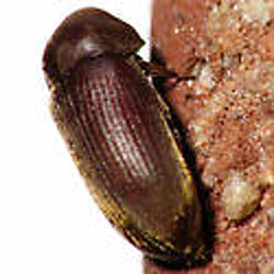 Anobiid powderpost beetle