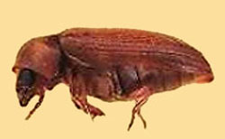 Anobiid powderpost beetle