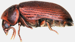 Anobiid powderpost beetle