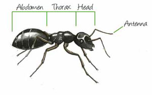Ant anatomy