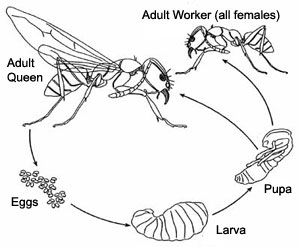 Ant life cycle