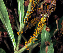 Aphids