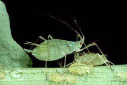 adult aphid with offspring