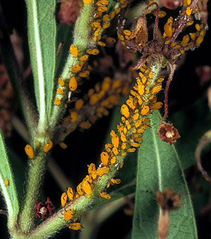 Aphids