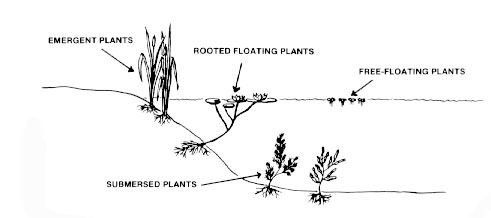 Aquatic plant categories