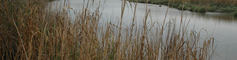 Cattails along a stream