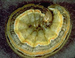 Armyworm larva