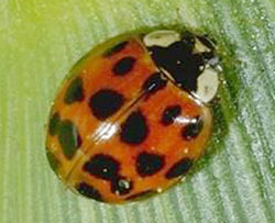 Multicolored Asian lady beetle