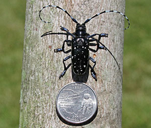 Asian longhorned beetle