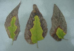 Bacterial leaf scorch on hackberry