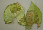 Bacterial leaf spot