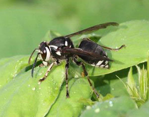 Baldfaced hornet