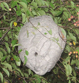 Baldfaced hornet nest