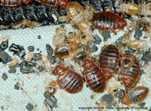 Bed bugs on mattress