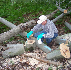 Cut stump treatment