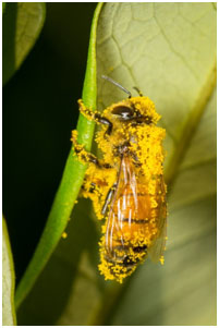 Bee loaded with pollen