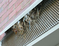 Bird nest in building eave