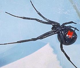 Black widow spider with egg sac