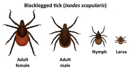 Blacklegged tick life stages
