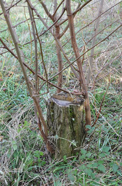 black locust suckers