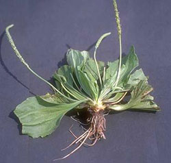 Broadleaved plantain