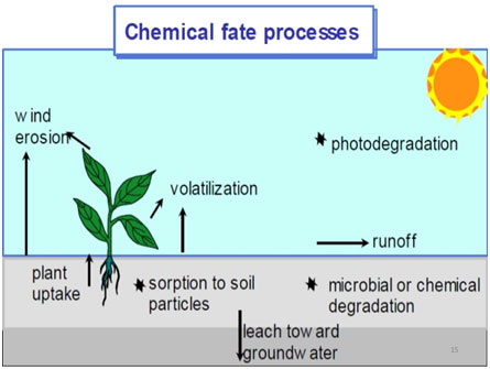pesticide breakdown processes