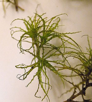 Brittle naiad