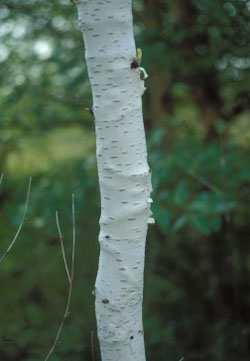 Bonze birch borer damage
