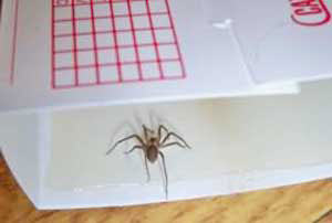 Brown recluse spider entering trap