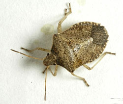 Brown stinkbug