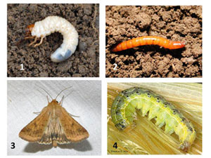 4 insects to choose from