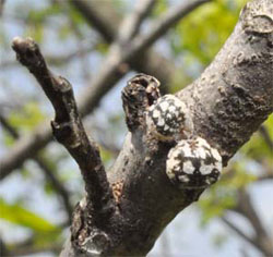 adult calico scales (soft scales) on small branch