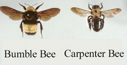 Bumblebee vs. carpenter bee