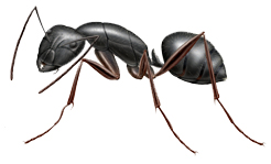 carpenter ant worker